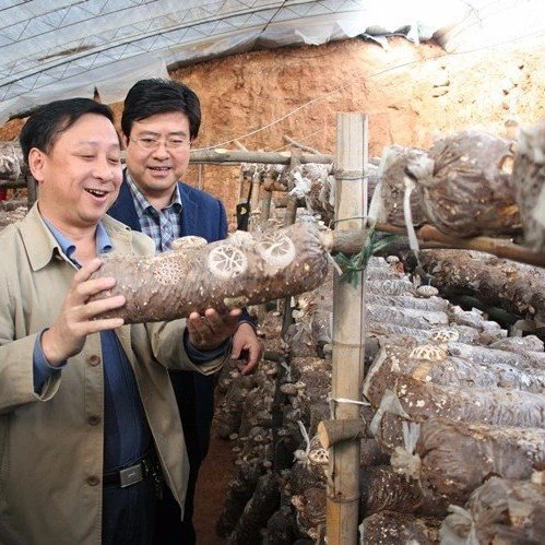 Mushroom Waste compost substrate Recycled (4)