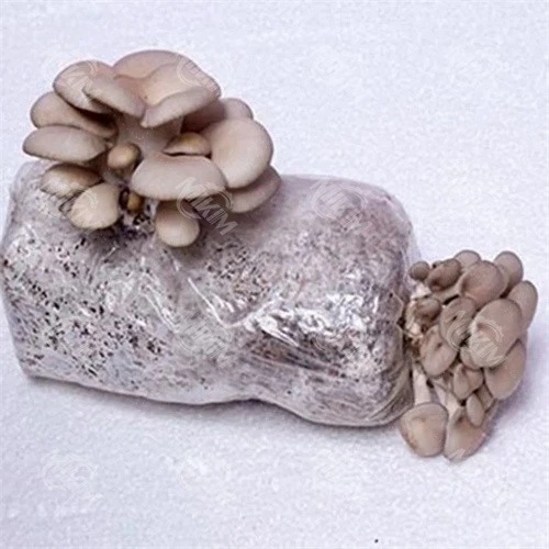 Mushroom Substrate Bagging Equipment